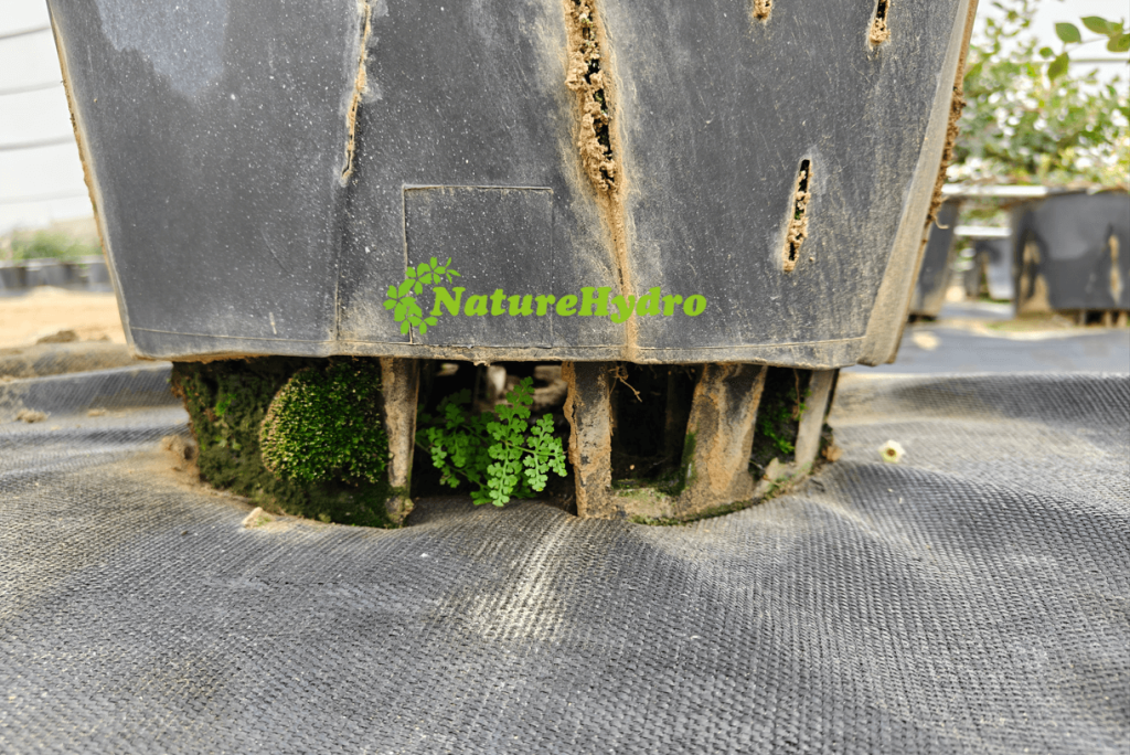 Base con agujeros de drenaje en macetas plastico para evitar el encharcamiento